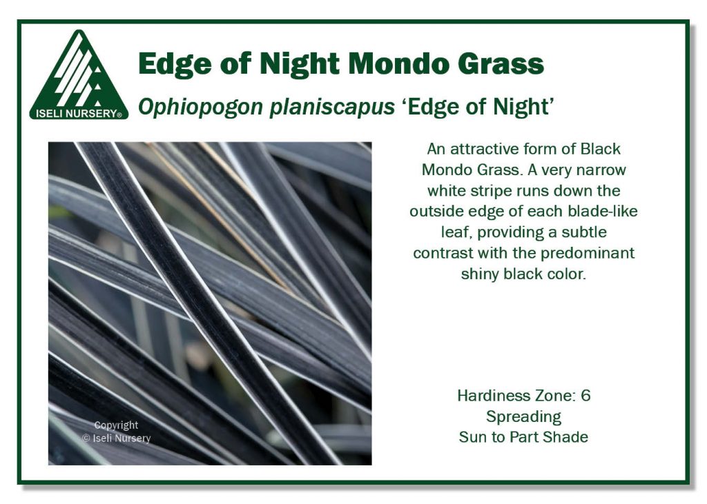 Grass - Edge of Night Mondo