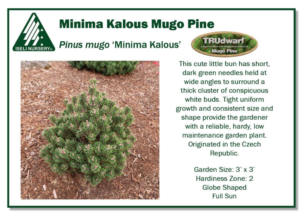 Pine - Minima Kalous