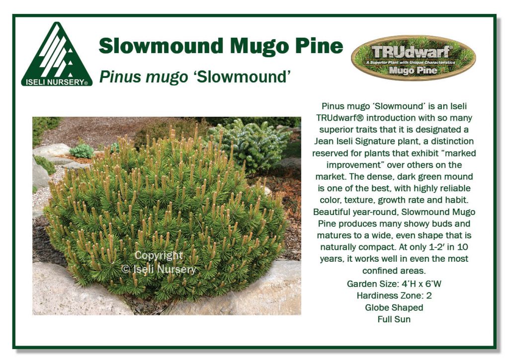 Mugho Pine - Slowmound
