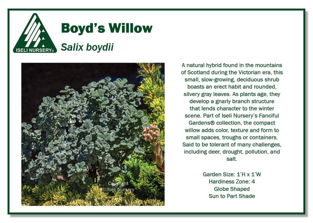 Willow - Boyd’s Dwarf