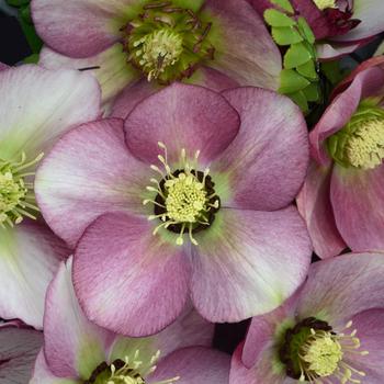 Helleborus 'Paris in Pink' Lentin Rose