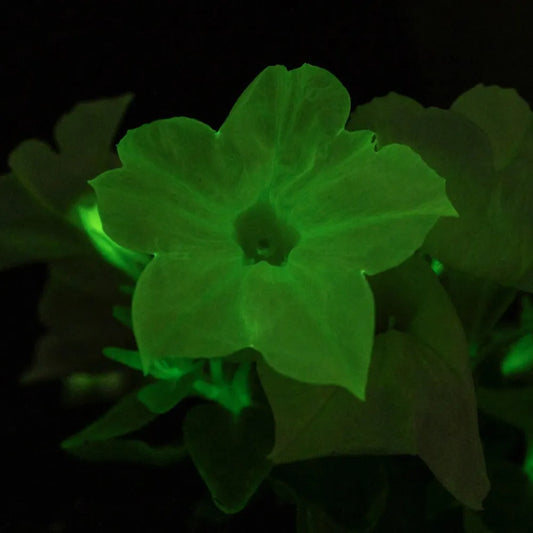 4.5" FIREFLY PETUNIA