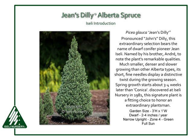 Alberta Spruce - Jean's Dilly