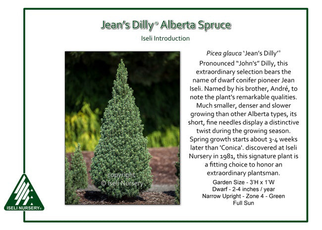 Alberta Spruce - Jean's Dilly