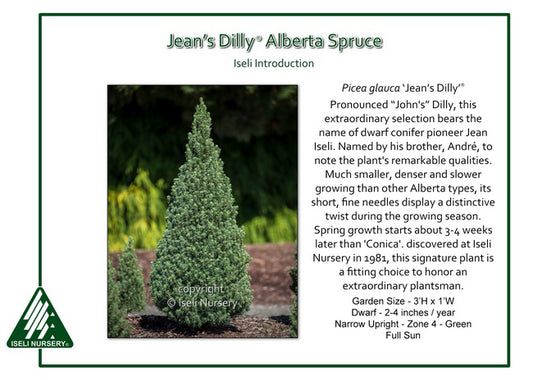 Alberta Spruce - Jean's Dilly