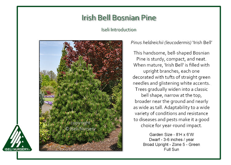 Bosnian Pine - Irish Bell