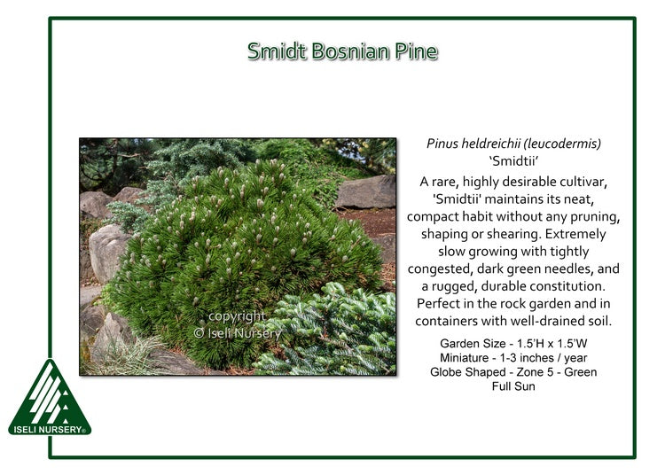 Bosnian Pine - Smidtii