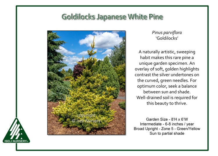 Pine - Goldilocks Japanese White – Pandy's Garden Center