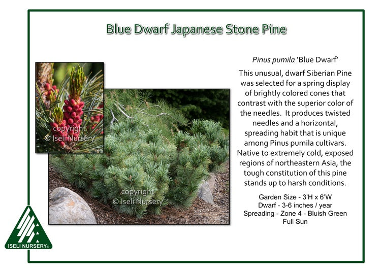 Japanese Stone Pine - Blue Dwarf