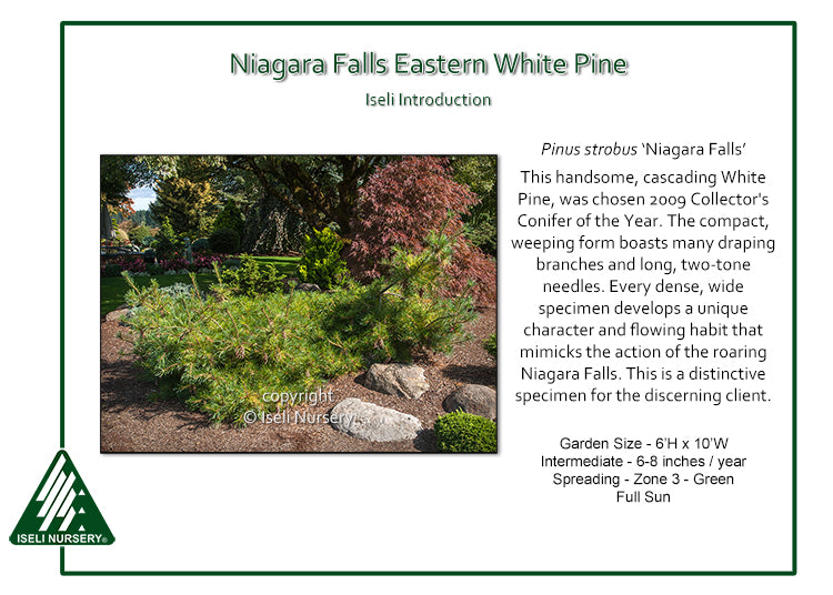 Pine - Niagara Falls Weeping