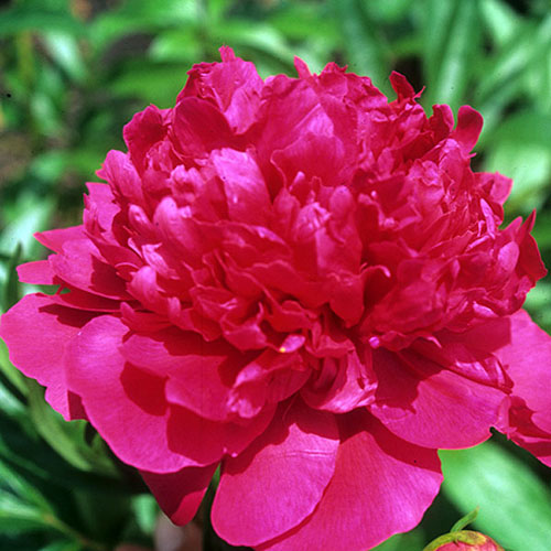 Paeonia 'Felix Supreme Red' Peony