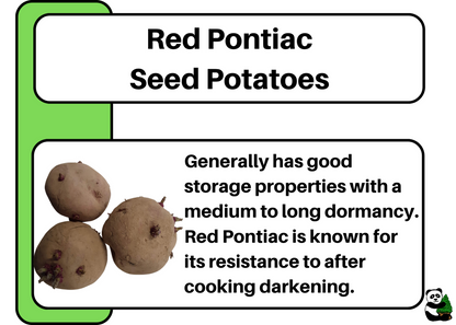 Seed Potato - Red Pontiac