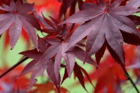 Japanese Maple - Ruth's Red