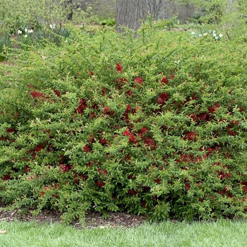Quince - Texas Scarlet Red
