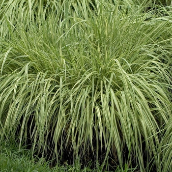 Grass - Variegated Moor