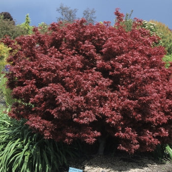 Japanese Maple - Shaina Dwarf