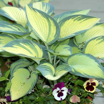 Hosta ‘High Society’