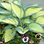 Hosta ‘High Society’