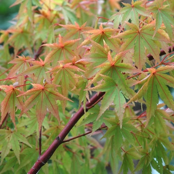 Japanese Maple - Coral Bark