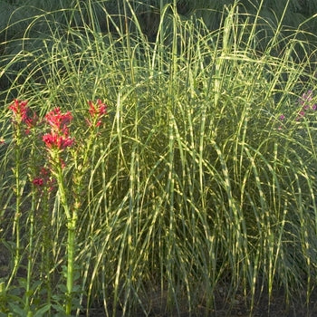 Miscanthus Grass - Zebra Grass