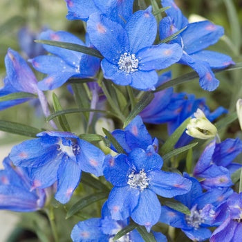Delphinium 'Blue Mirror' Larkspur