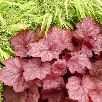 Heuchera 'Georgia Peach' Coralbells