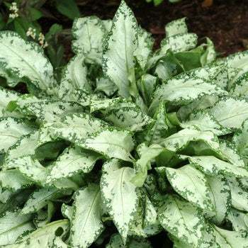 Pulmonaria 'Contrast - Silver' Lungwort