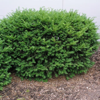 Yew - Densiformis