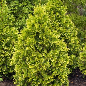 Arborvitae - Sunkist Gold