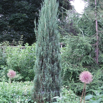 Juniper - Blue Arrow
