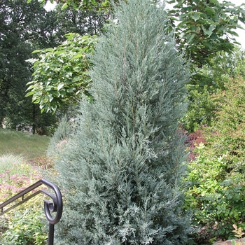 Juniper - Moonglow