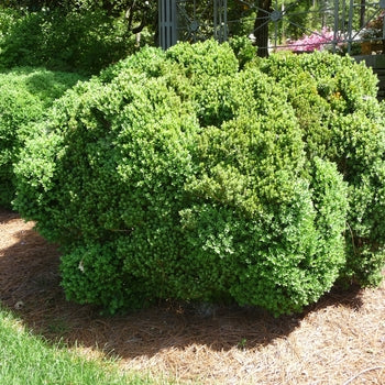 Boxwood - Green Velvet
