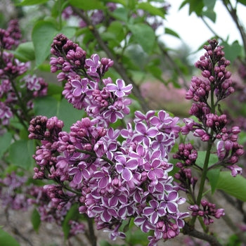 Lilac - Sensation