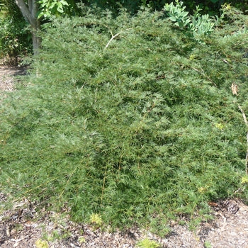 Japanese Maple - Emerald Lace Weeper