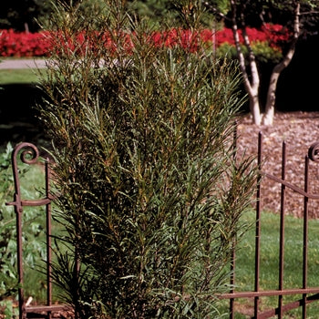 Buckthorn (Tallhedge) - Fine Line