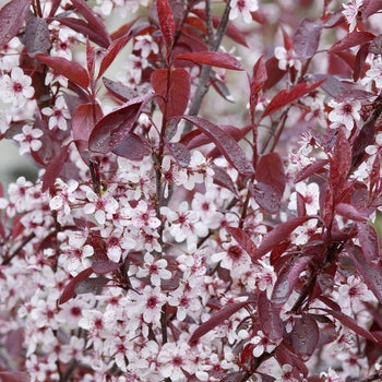 Sand Cherry - Dwarf Purple Leaf Plum