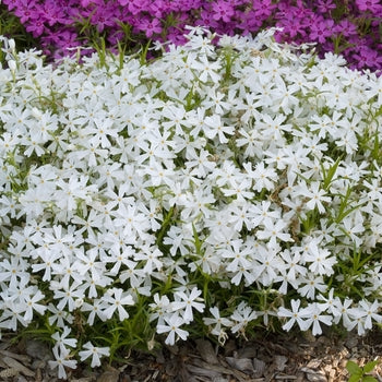 Phlox 'White Delight' Creeping Phlox