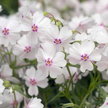 Phlox 'Amazing Grace' Creeping Phlox