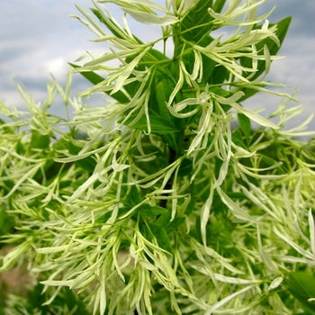 Fringe Tree - White