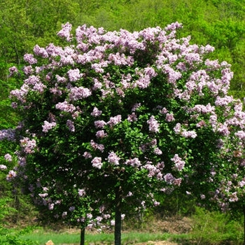Lilac - Korean Dwarf