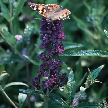 Butterfly Bush - Black Knight