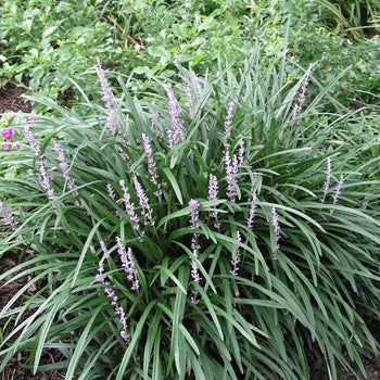 Liriope - Lily Turf Big Blue