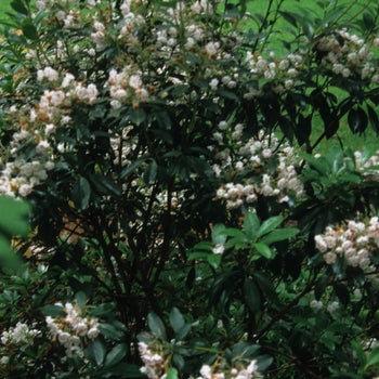 Mountain Laurel - Olympic Fire