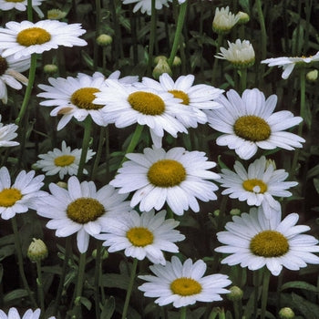 Leucanthemum ‘Becky’ Shasta Daisy