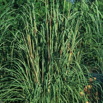 Pampas Grass - Hardy/Ravenna