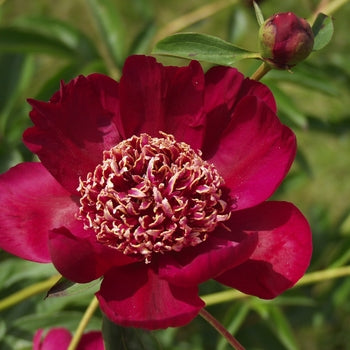 Paeonia 'Nippon Chief Dark Red' Peony