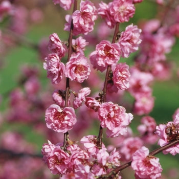 Cherry - Pink Cascade