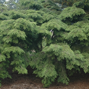 Hemlock - Weeping Sargent's