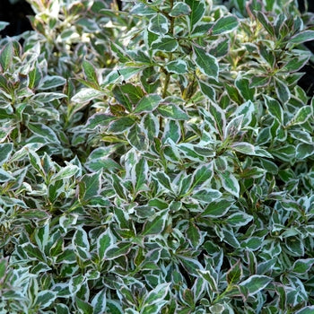 Weigela - Variegated