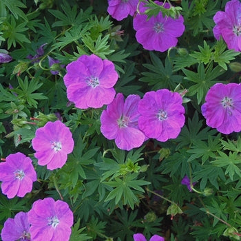 Geranium 'New Hampshire' Cranesbill